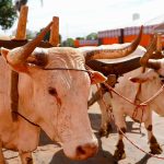 Aberta a 79ª Exposição Agropecuária de Goiás