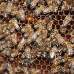 “Guia de Boas Práticas Agrícolas para Preservação dos Polinizadores” já está disponível ao público