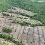 Desmatamento em Goiás cai 44%, aponta Mapbiomas
