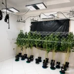 Furto de energia abastecia estufa de maconha em Anápolis; suspeito é preso