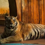 Entenda por que Zoológico de Goiânia vai gastar R$ 35 mil para preservar tigre-de-bengala