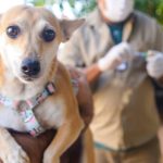 Mais de 74 mil cães e gatos contra raiva são imunizados na Campanha de Vacinação Antirrábica 2026 em Goiânia