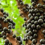 Safra da jabuticaba 2026: veja onde comer direto do pé pertinho de Goiânia