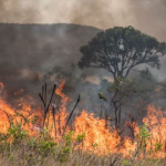 Autores de incêndios criminosos em Goiás podem enfrentar prisão, multas e reparação ambiental