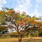 Primavera chega a Goiás com chuvas irregulares e espaçadas, impactadas pelo El Niño