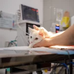 Goiânia terá mutirão de castração gratuita para cães e gatos no Araguaia Shopping; 120 vagas