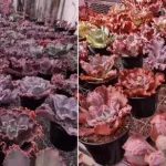 Bazar em Goiânia reúne plantas a partir de R$ 2,50 e espécies raras – Curta Mais