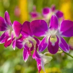 Exposição em Aparecida troca alimentos por muda de orquídea e rosa do deserto – Curta Mais