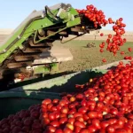 Silvânia passa Cristalina e se torna maior produtora de tomate do Brasil; Rio Verde perde posição na soja