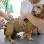 Cães e gatos poderão receber vacina gratuita contra a raiva em Goiânia neste sábado (19) – Curta Mais