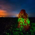 Noites de vaga-lumes transformam a Chapada dos Veadeiros em espetáculo natural