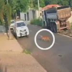 Onça é flagrada caminhando tranquilamente por rua em Goiás