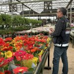 Preço das flores no Dia de Finados vai de R$ 8,50 a R$ 180; veja pesquisa