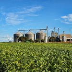Produtividade da soja cresce 15,4% em dez anos